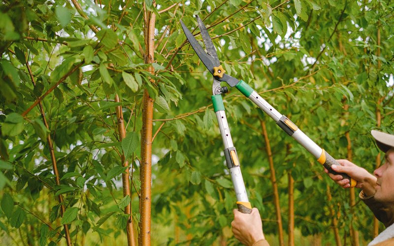 Tree trimming in Shidler, OK