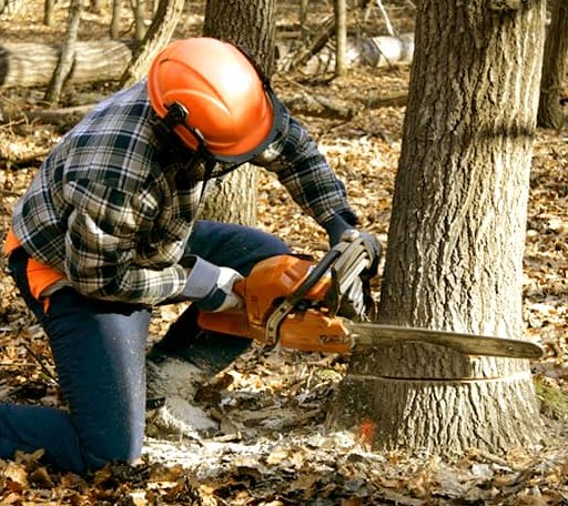 Tree Removal in Shidler, OK